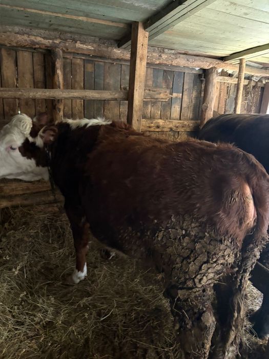 Продам бычков бело головые