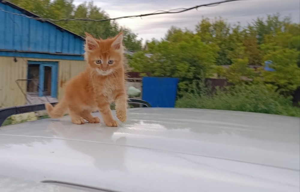 Продам котёнка Мейн-кун