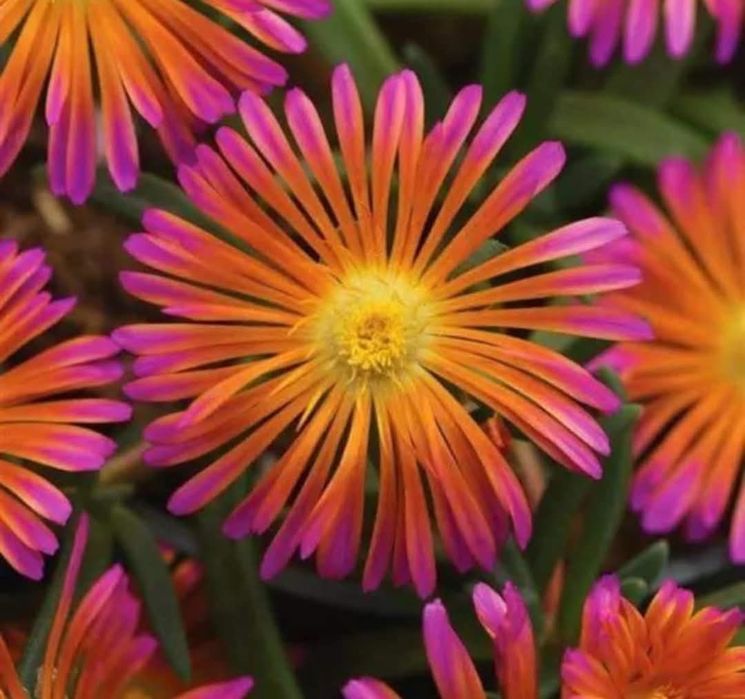 Делосперма 3 цвята