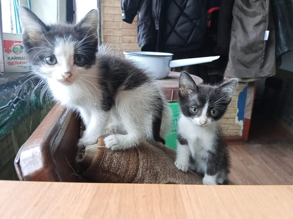 Отдам котят в добрые руки