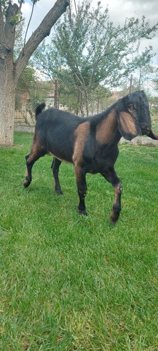 Capra cu lapte alpina