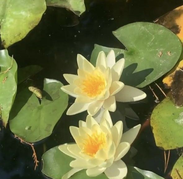 Продам водянные лилии