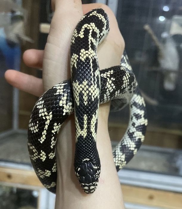 Домашний питомец змейка