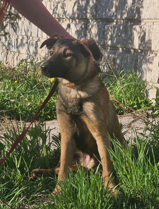 Отдам стерилизованных щенков