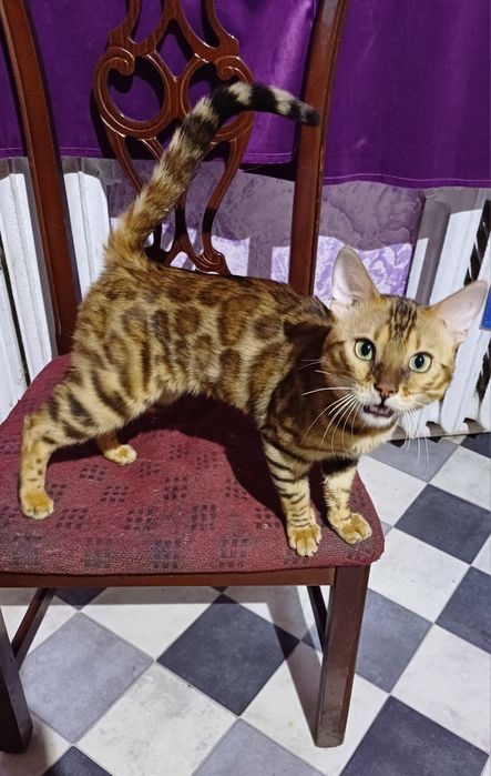 Бенгальский кот на вязку!