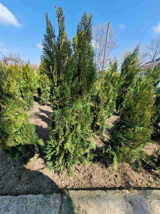 Източна туя за продан от с. Поликраище, Великотърновско