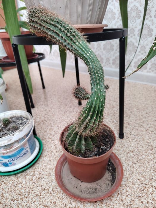 Продам Кактус домашний