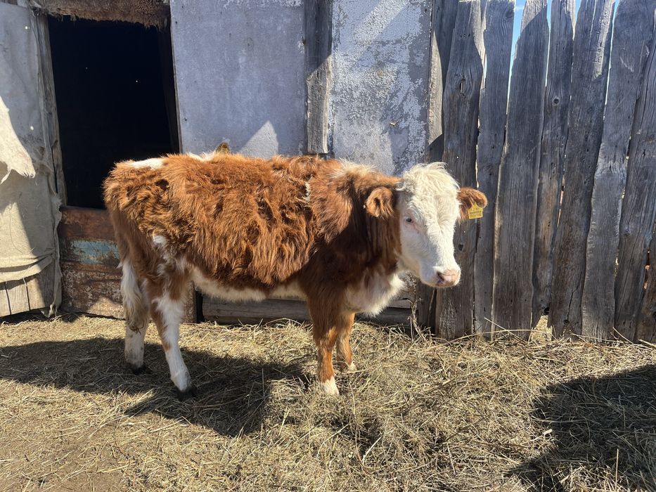 Продам бычков и тёлок