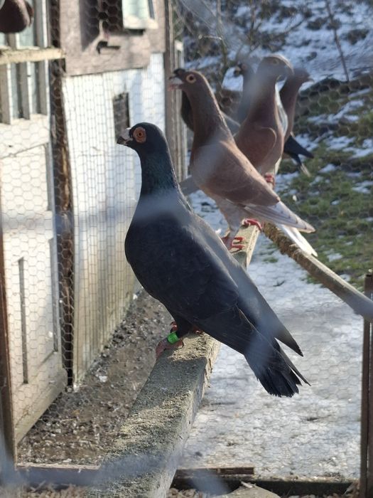 Porumbei pui si maturi