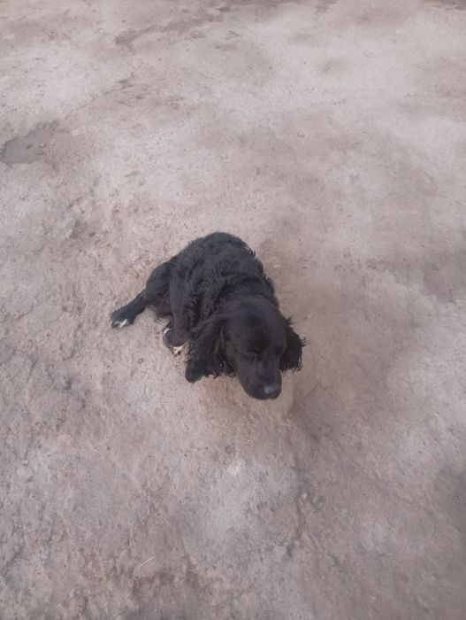 It sotiladi ovchi it