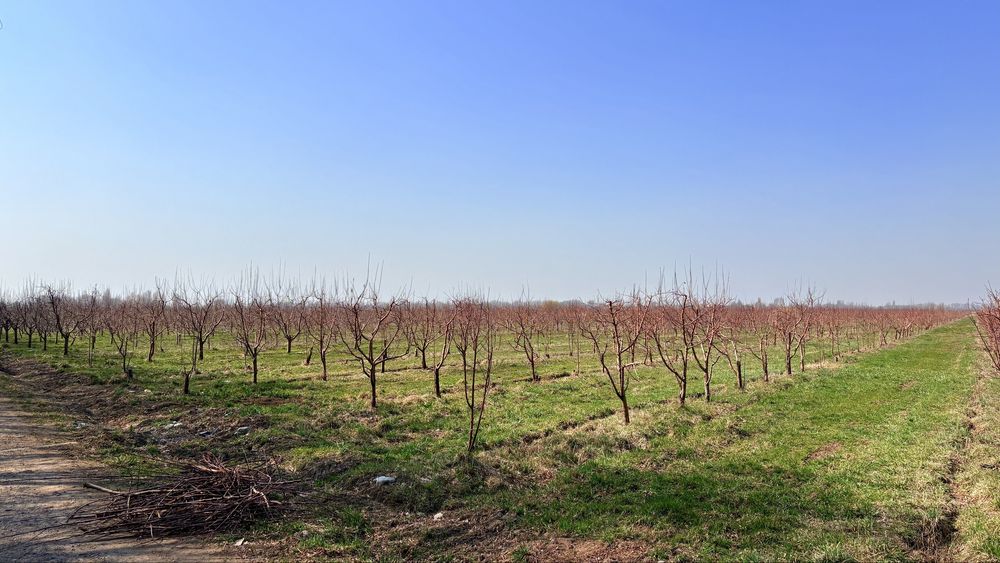 Яблоневый сад 51га