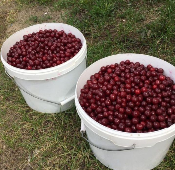 Продам садовую вишню