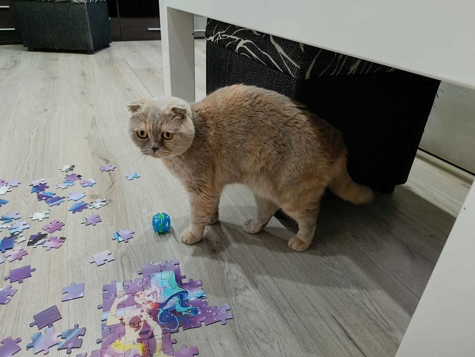 Британска клепоуха