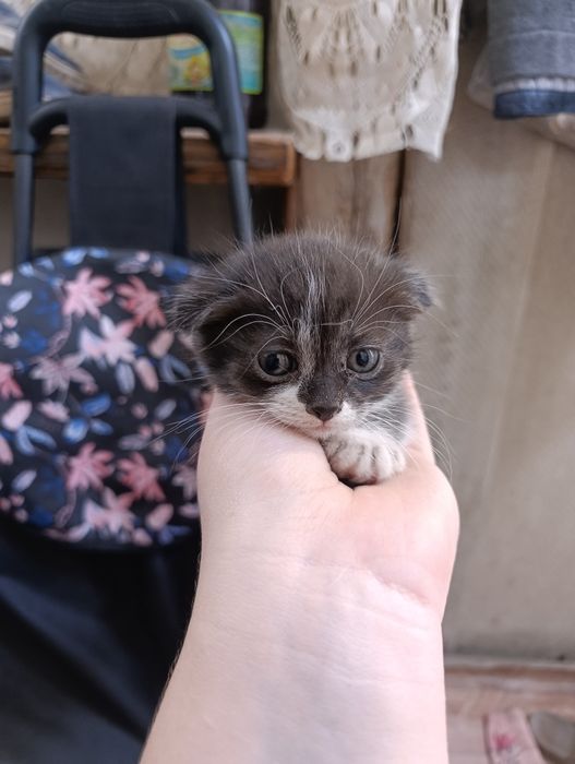 Отдам котят в добрые руки
