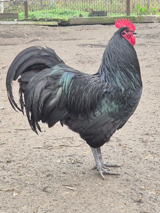 Vând ouă pentru incubat din rasa Australorp