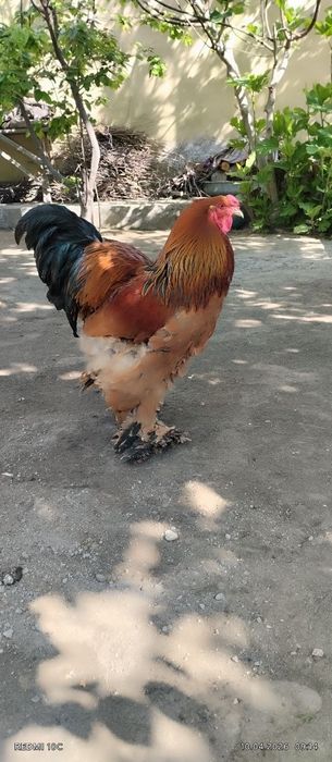 Брама 1 жуфт сотидади