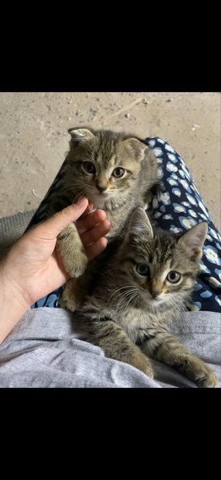 Котенки метис, активные и ласковые, прирученые к лотку