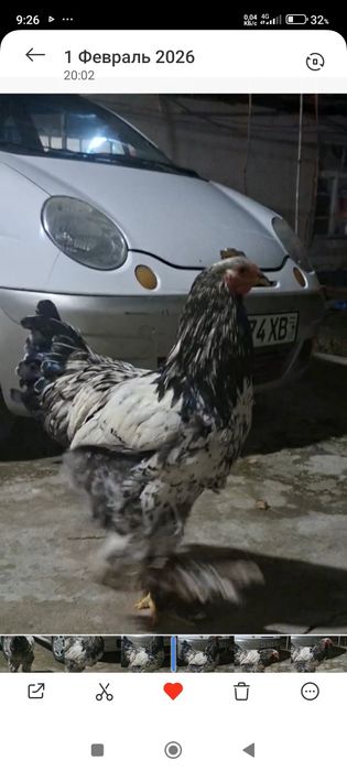 Brama horoz tochkali