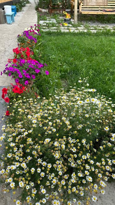 Срочно продам дачу на Самсоновке