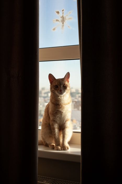 Рыжий кот, подросток