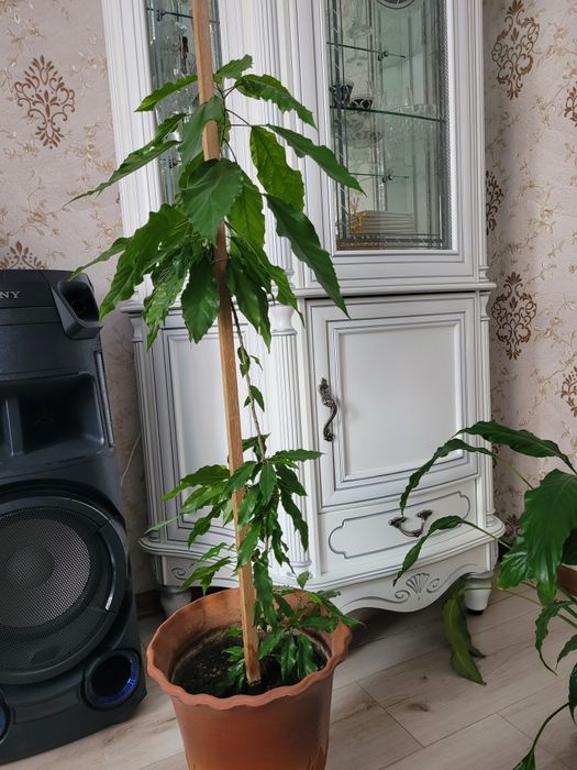 Комнатный цветок