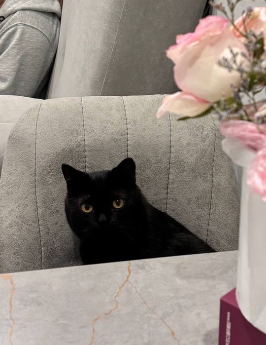 Британец ищет дом