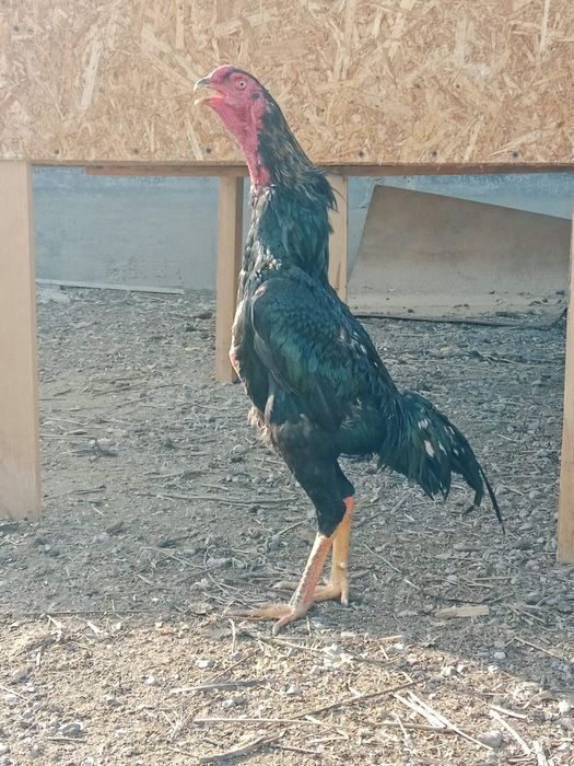 Апрельский шөже сатылады