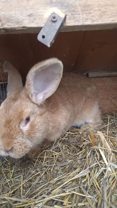 Продажа Кроликов