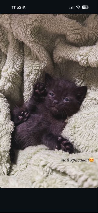 Отдам котят в добрые руки