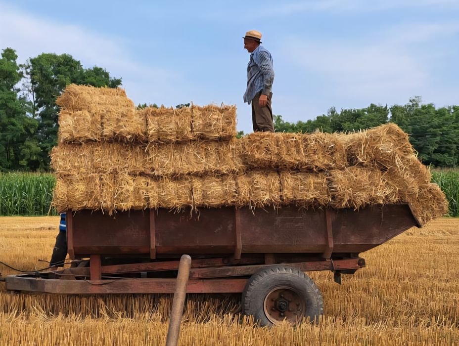 Vand baloti de paie de grâu