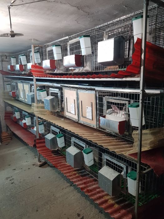 Iepuri HycoleFrancez & Alb de Pannon