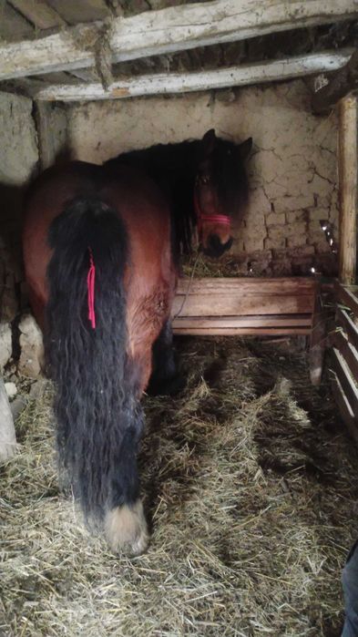 Vând mânză ardeneză de 3 ani!