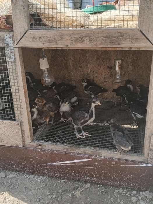 Продам цыплят австерлоп