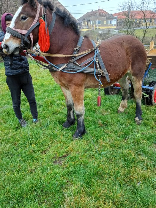 Vând un mânz de un an jumate, foarte bun la căruță blând fara hibă