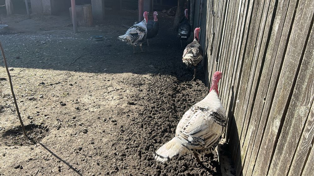 Vând curcani de țară