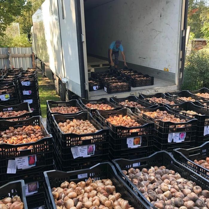 Луковицы тюльпаны акция