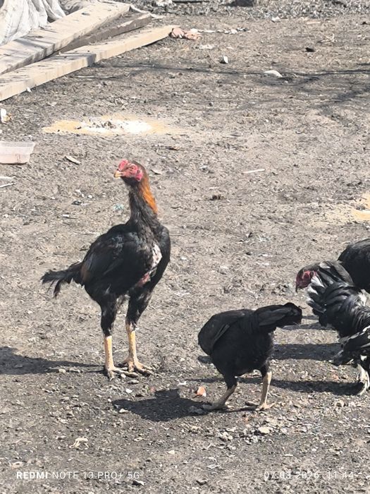 Боец Дакан и з курецы