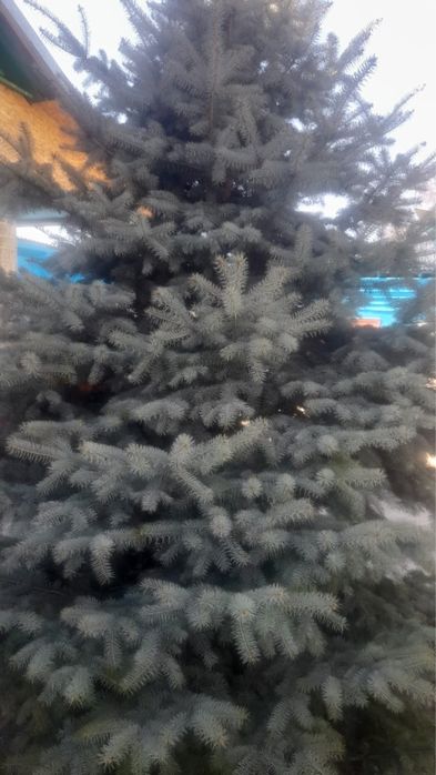 продам ёлку сизоголубая