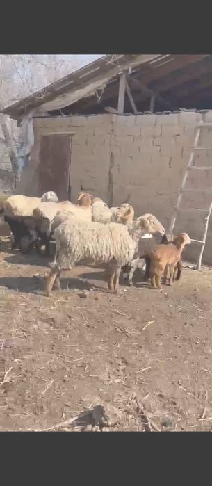 Продам баран с ягнятами