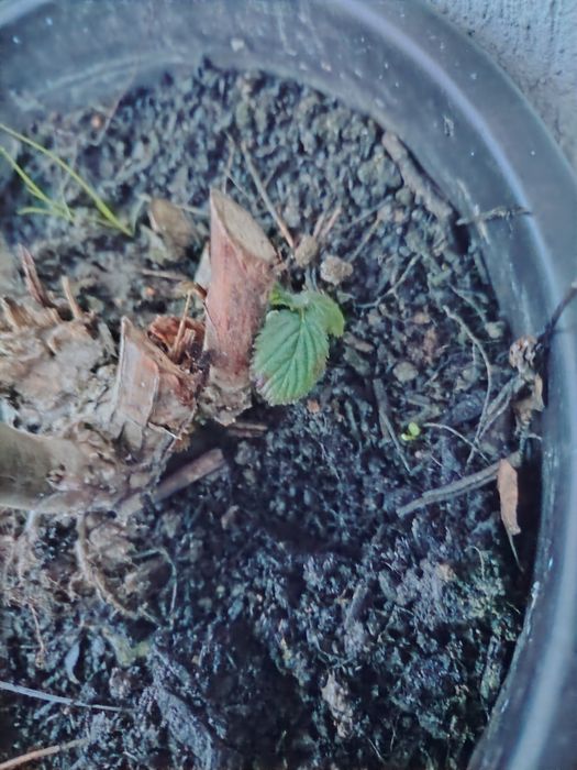 Butas ghiveci mur mure anul 4 produce in primavara