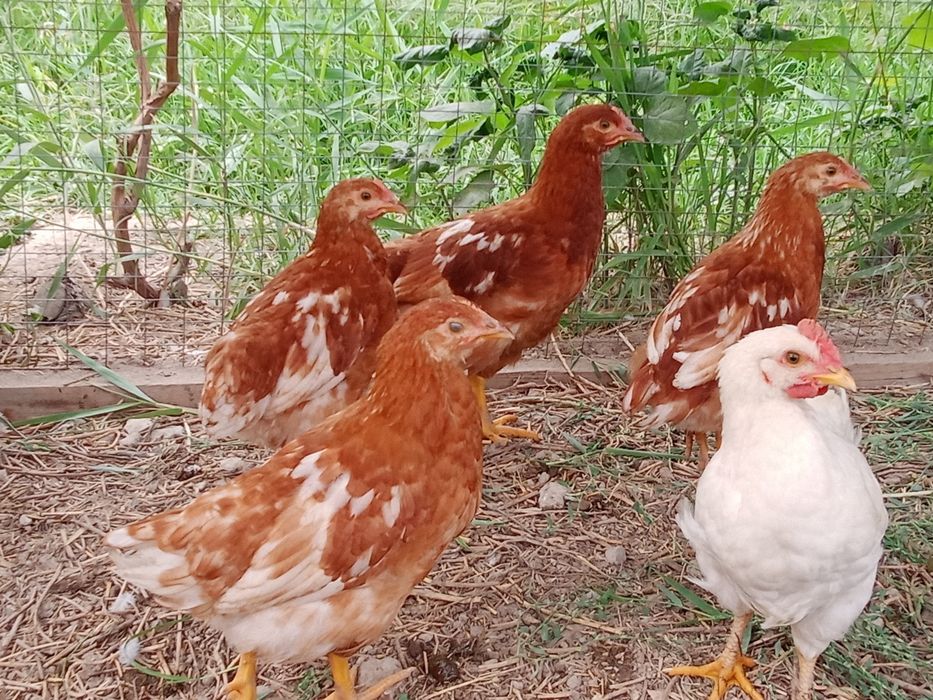 Балапандар пародалы