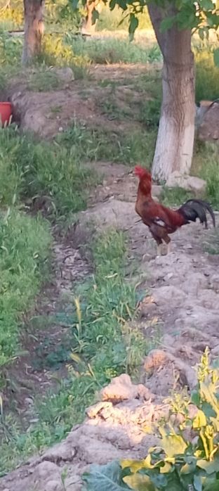 Zottor Dakan Xuroz