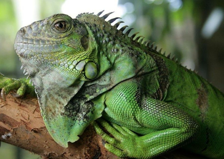 Зеленая игуана зел