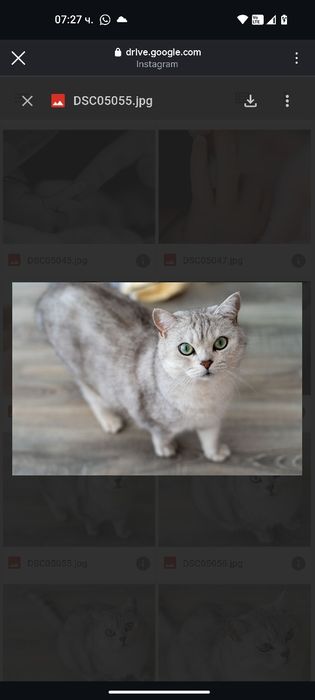 Подарявам котка Сребърна чинчила