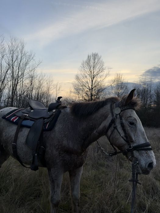 Cal de drumetie pentru oricine! Appaloosa iapa de calarie