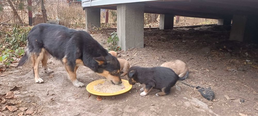 Щенятам нужны хозяева!!!