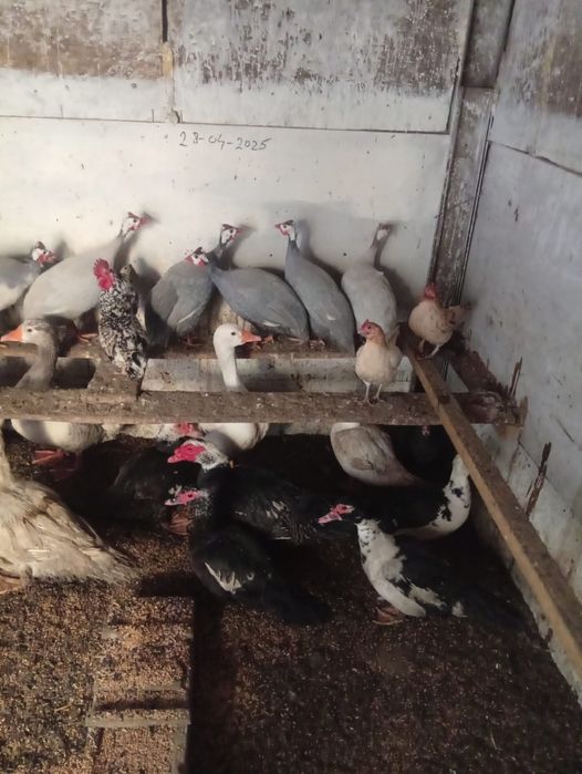 Vând Gâște Rațe și Bibilici s-au Schimb cu Oi