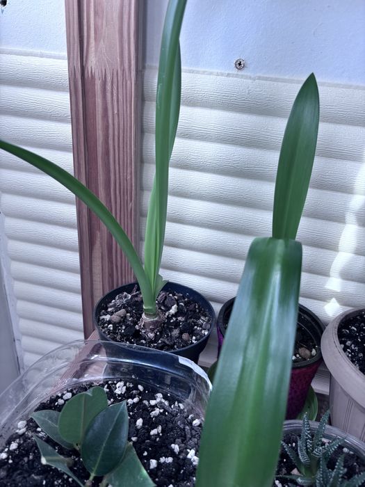 Продам комнатные цветы