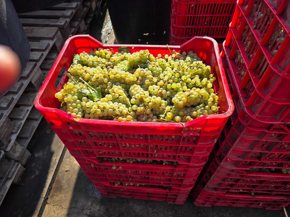 Struguri pentru vin 0726982122