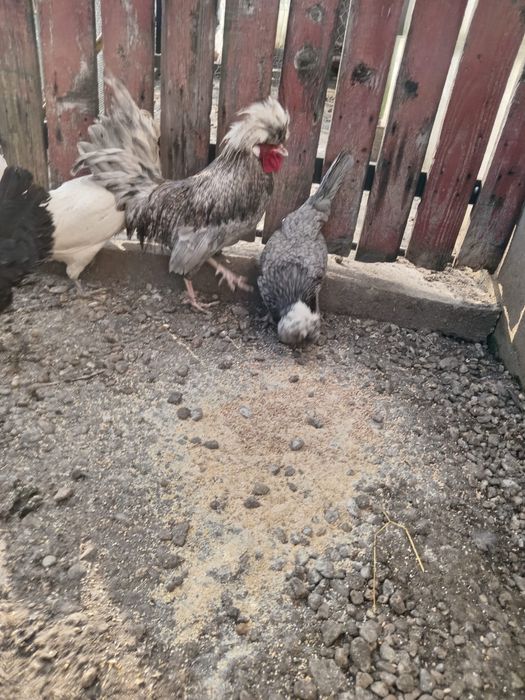 Găini motate olandeze